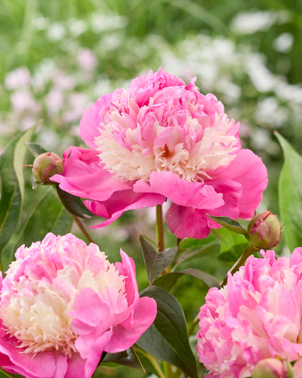 Paeonia 'She's my Star'