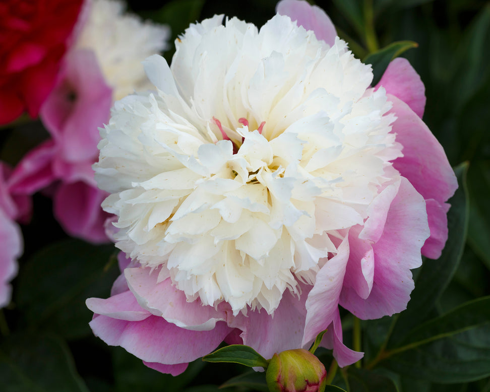 Paeonia 'She's my Star'