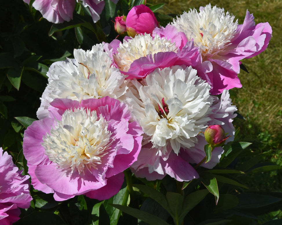 Paeonia 'She's my Star'
