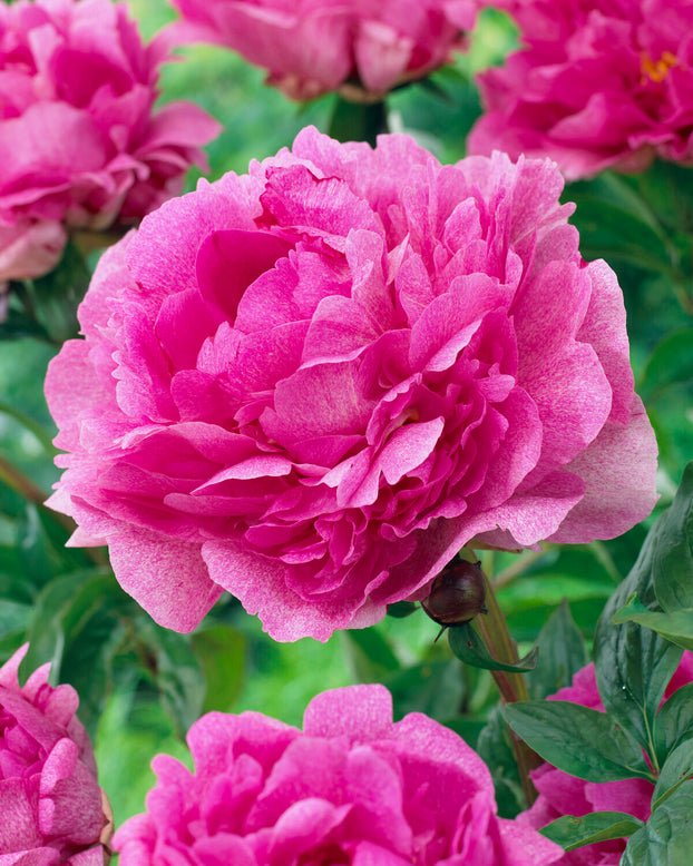 Paeonia 'The Fawn'