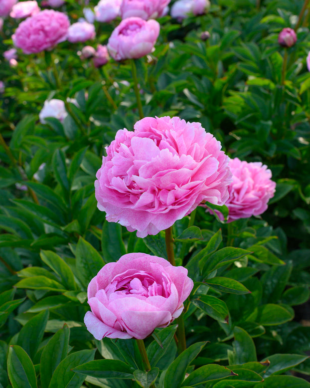 Paeonia 'The Fawn'