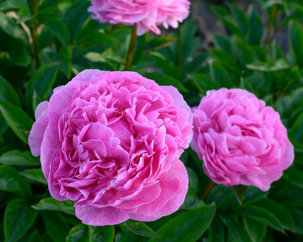 Paeonia 'The Fawn'