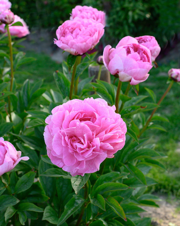 Paeonia 'The Fawn'