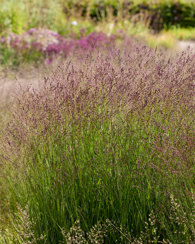 Panicum 'Purple Tears'