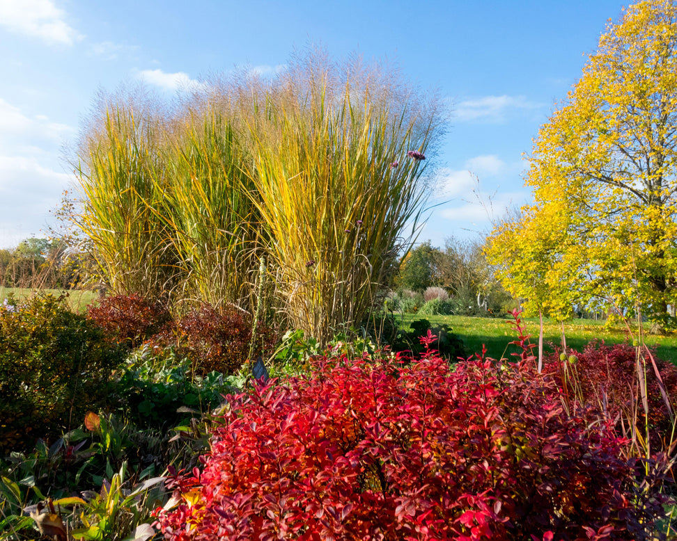 Panicum 'Thundercloud'