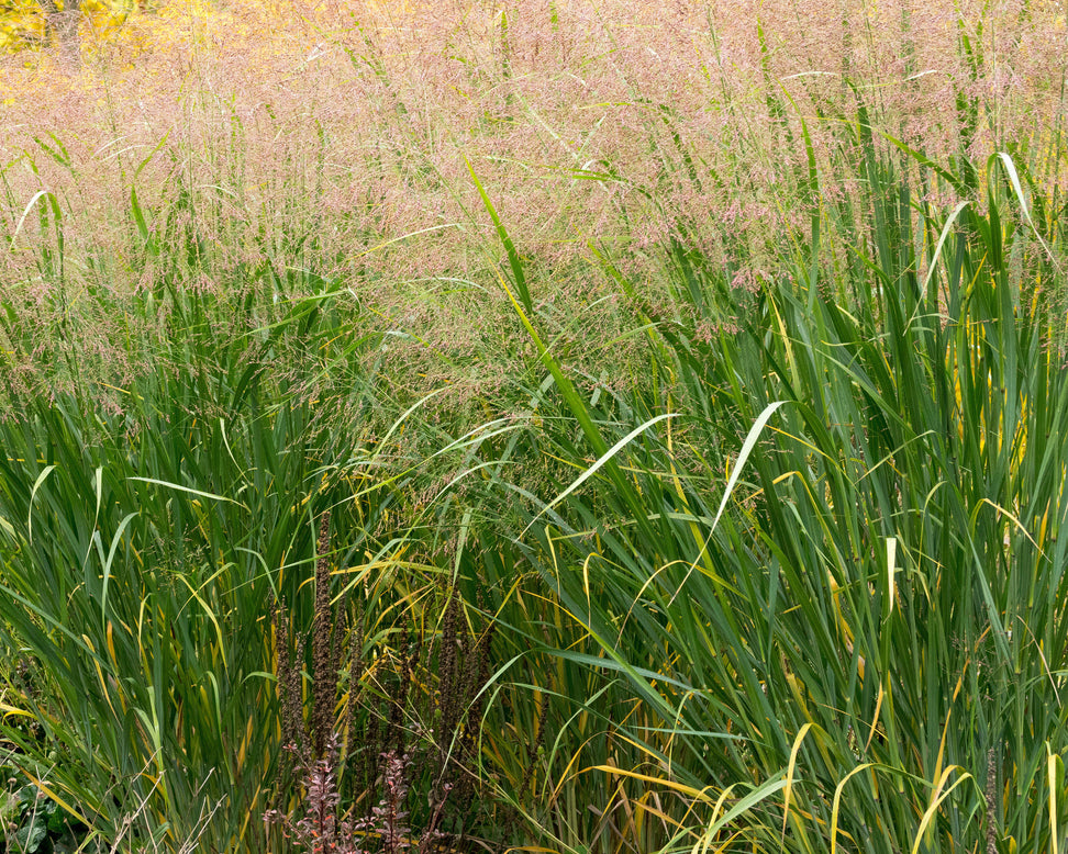 Panicum 'Thundercloud'