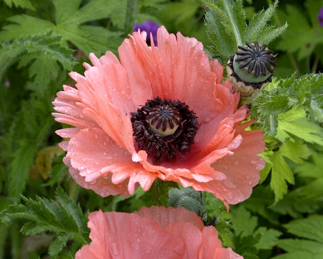 Papaver 'Aglaja'