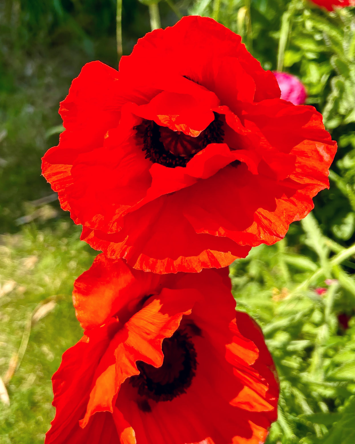 Papaver Roots Papaver orientale 'Beauty of Livermere' bare roots | Buy scarlet-red ...