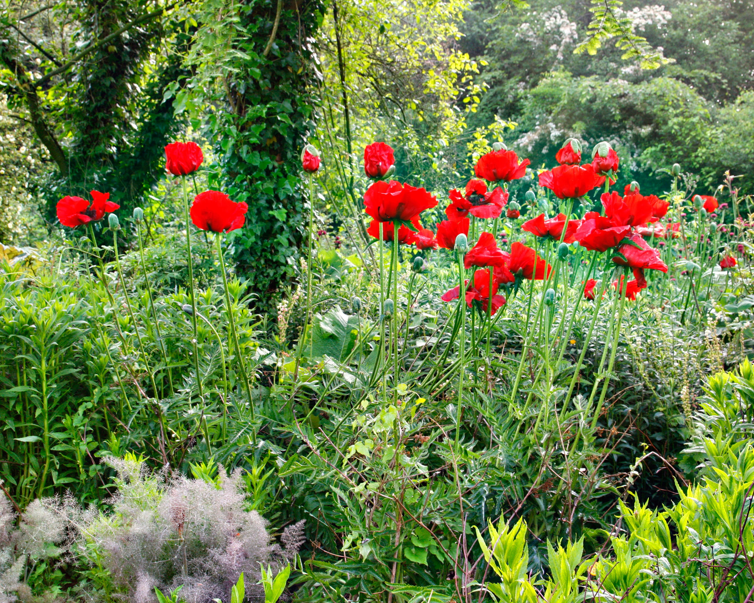 Papaver Roots Papaver orientale 'Beauty of Livermere' bare roots | Buy scarlet-red ...