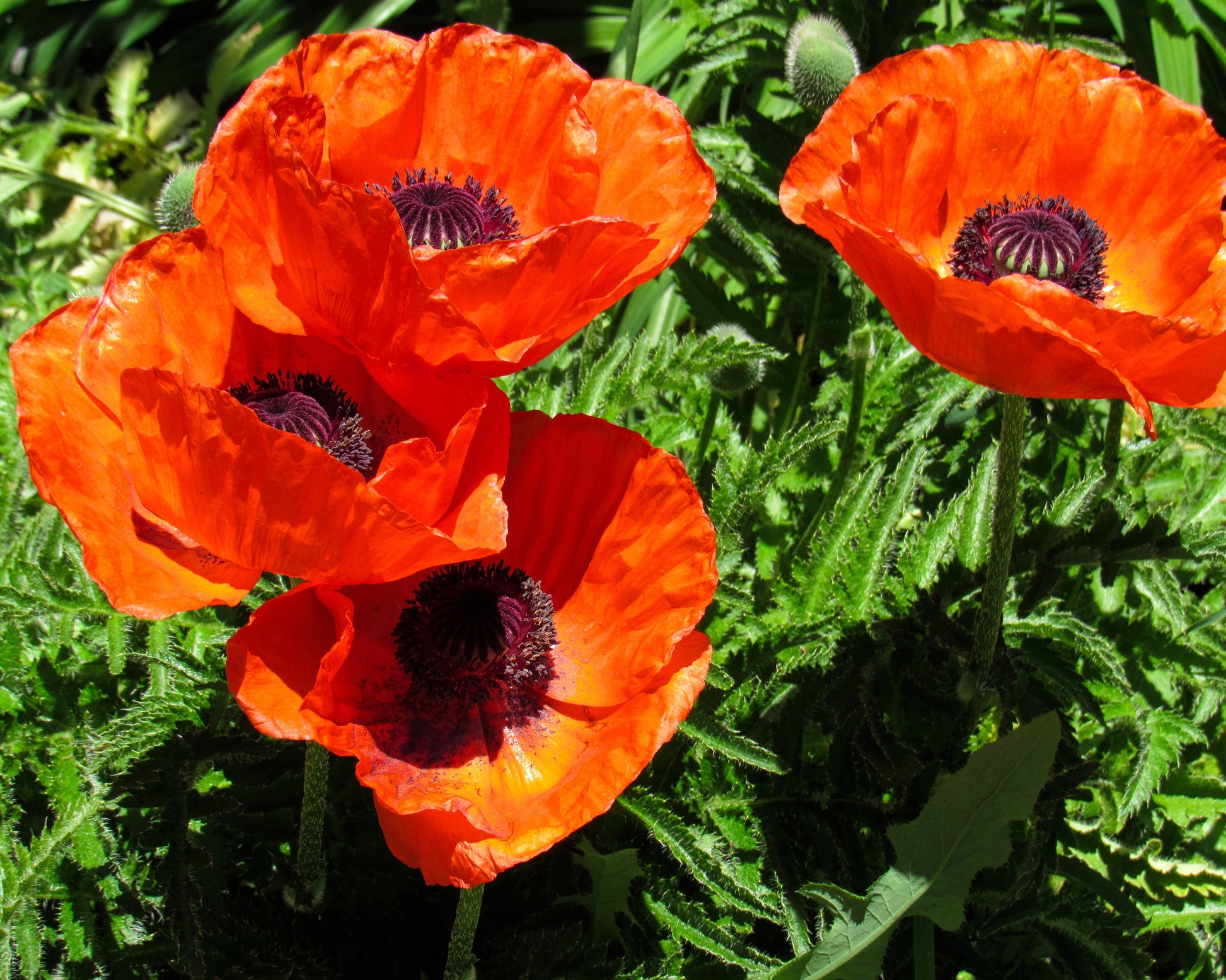Papaver orientale 'Harvest Moon' bare roots | Buy orange oriental ...