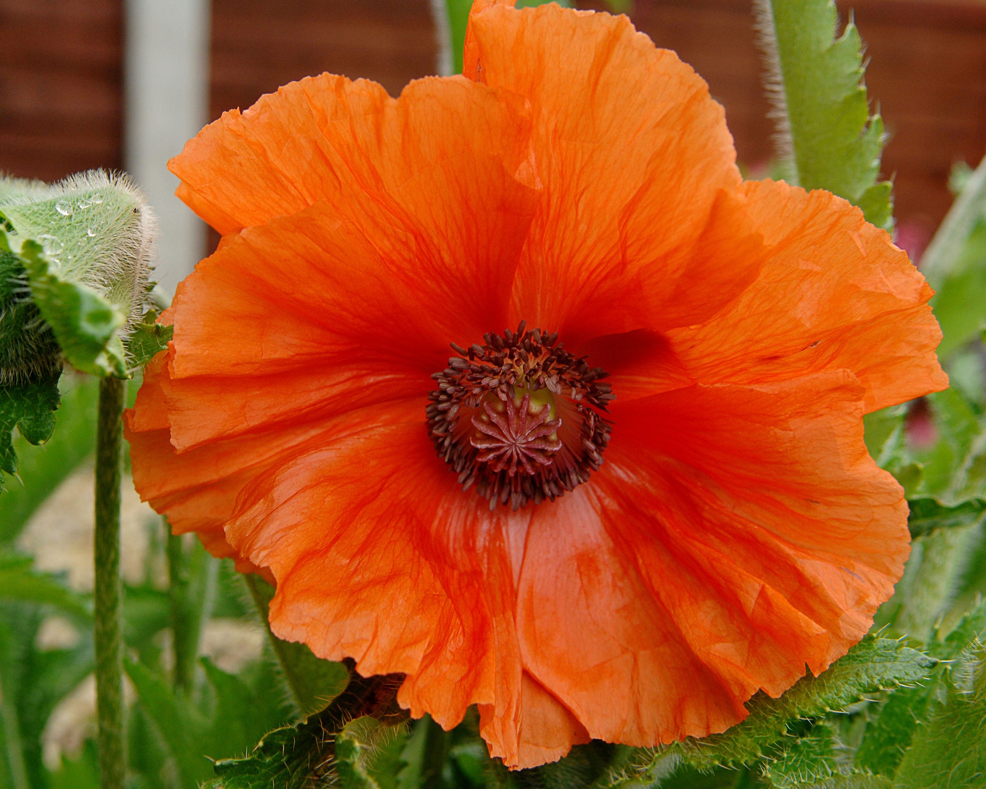 Papaver orientale 'Harvest Moon' bare roots | Buy orange oriental ...