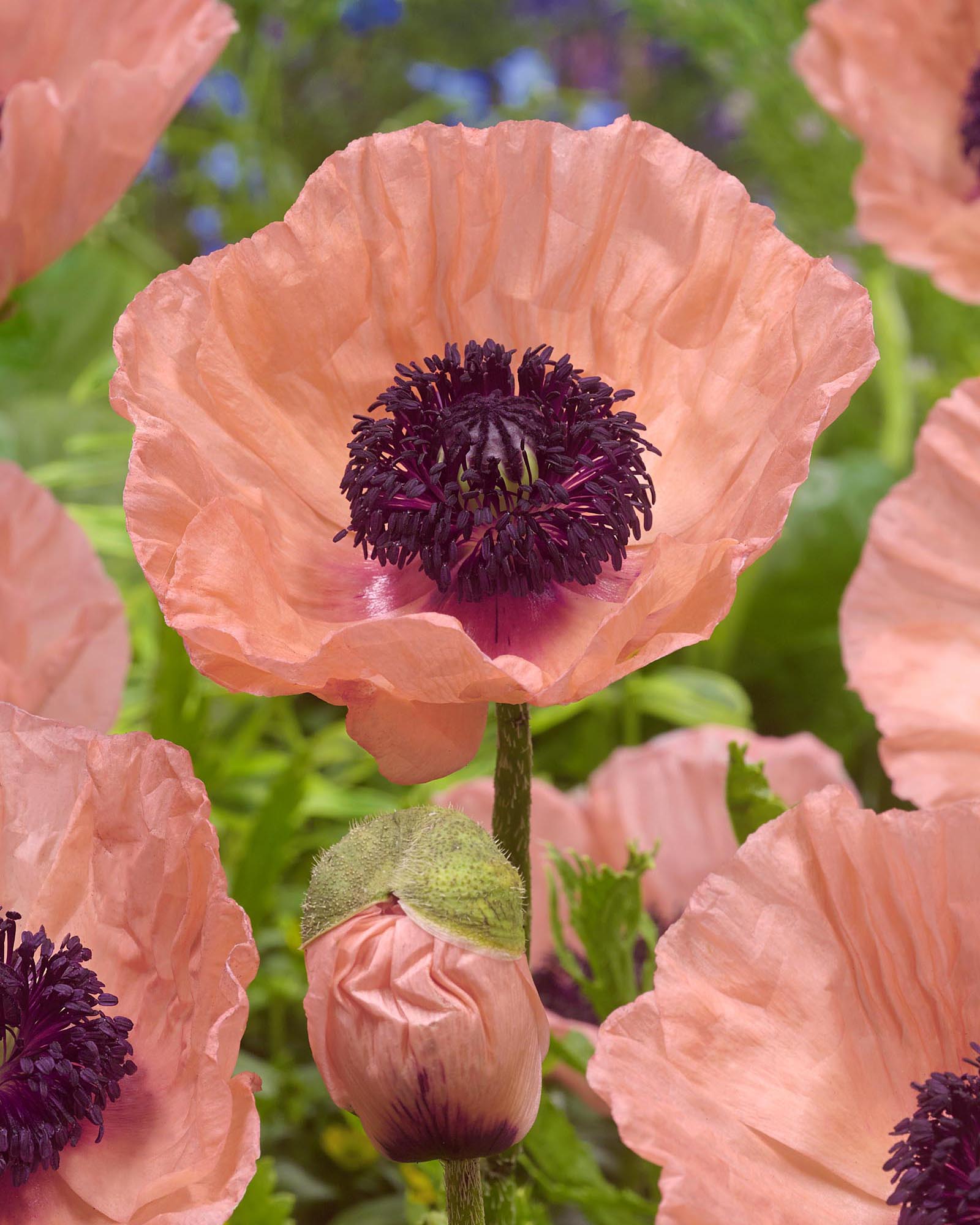 Papaver Roots Papaver orientale 'Helen Elizabeth' bare roots | Buy coral pink ...
