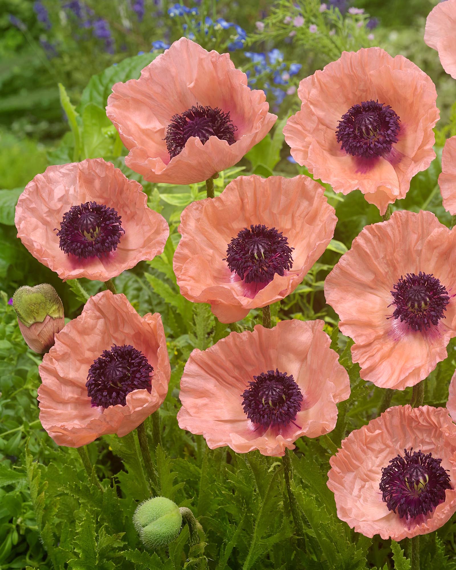 Papaver Roots Papaver orientale 'Helen Elizabeth' bare roots | Buy coral pink ...