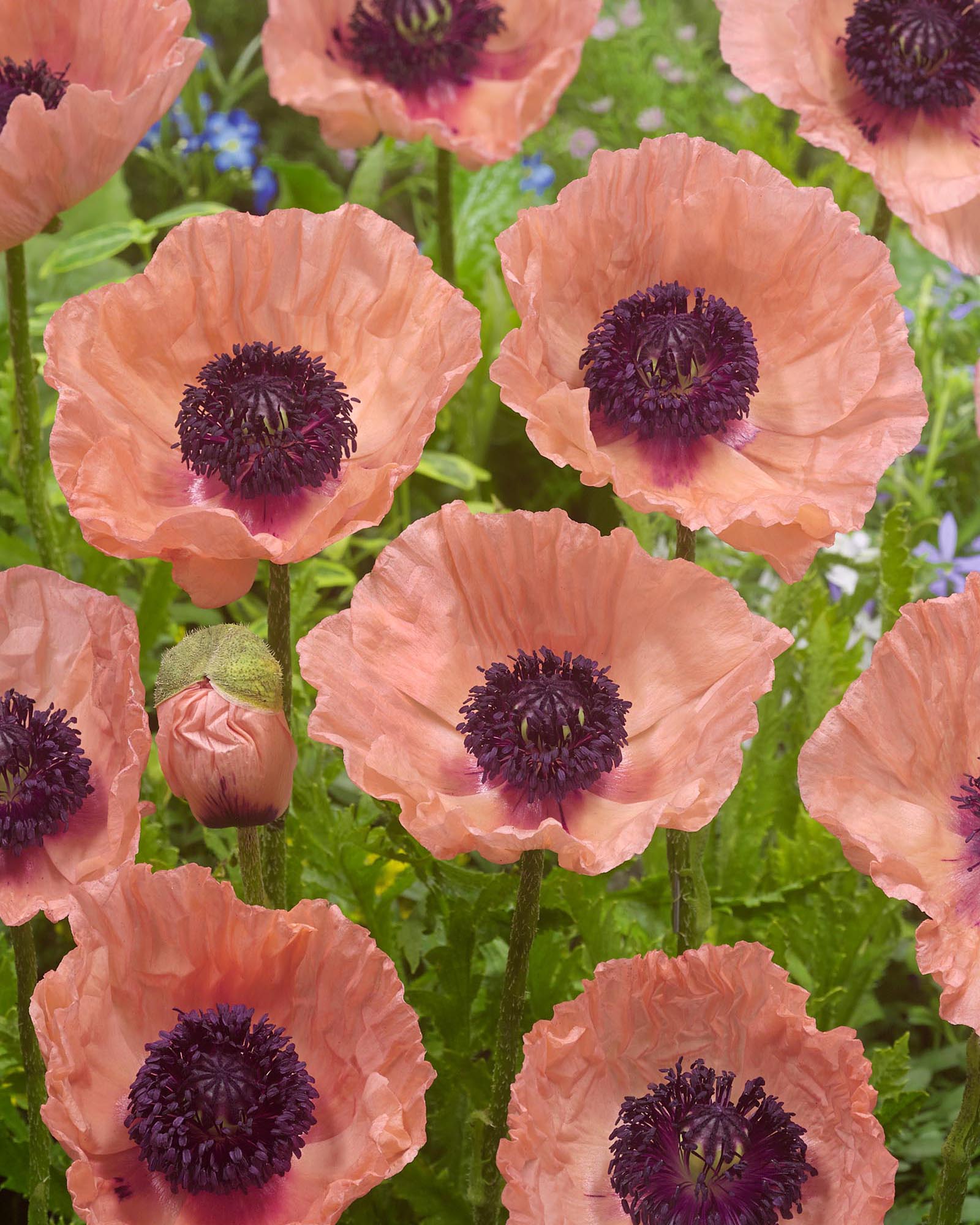Papaver Roots Papaver orientale 'Helen Elizabeth' bare roots | Buy coral pink ...