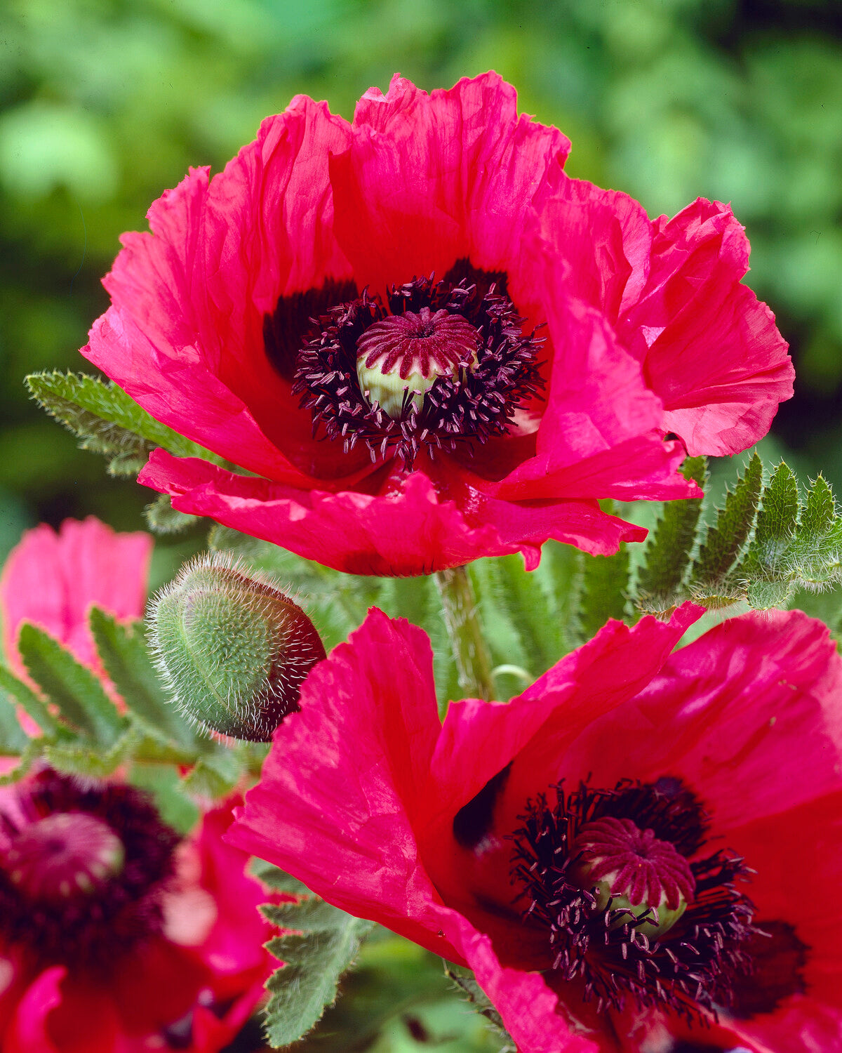 Papaver Roots Papaver orientale 'Watermelon' bare roots | Buy dark pink oriental ...
