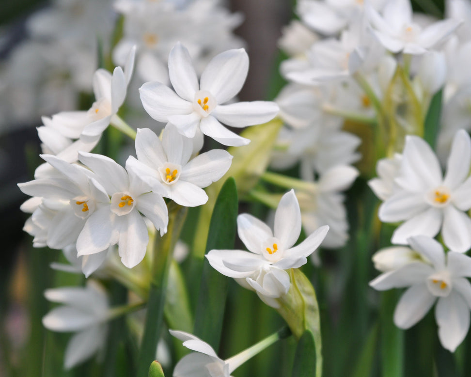 Narcissus 'Paperwhite'