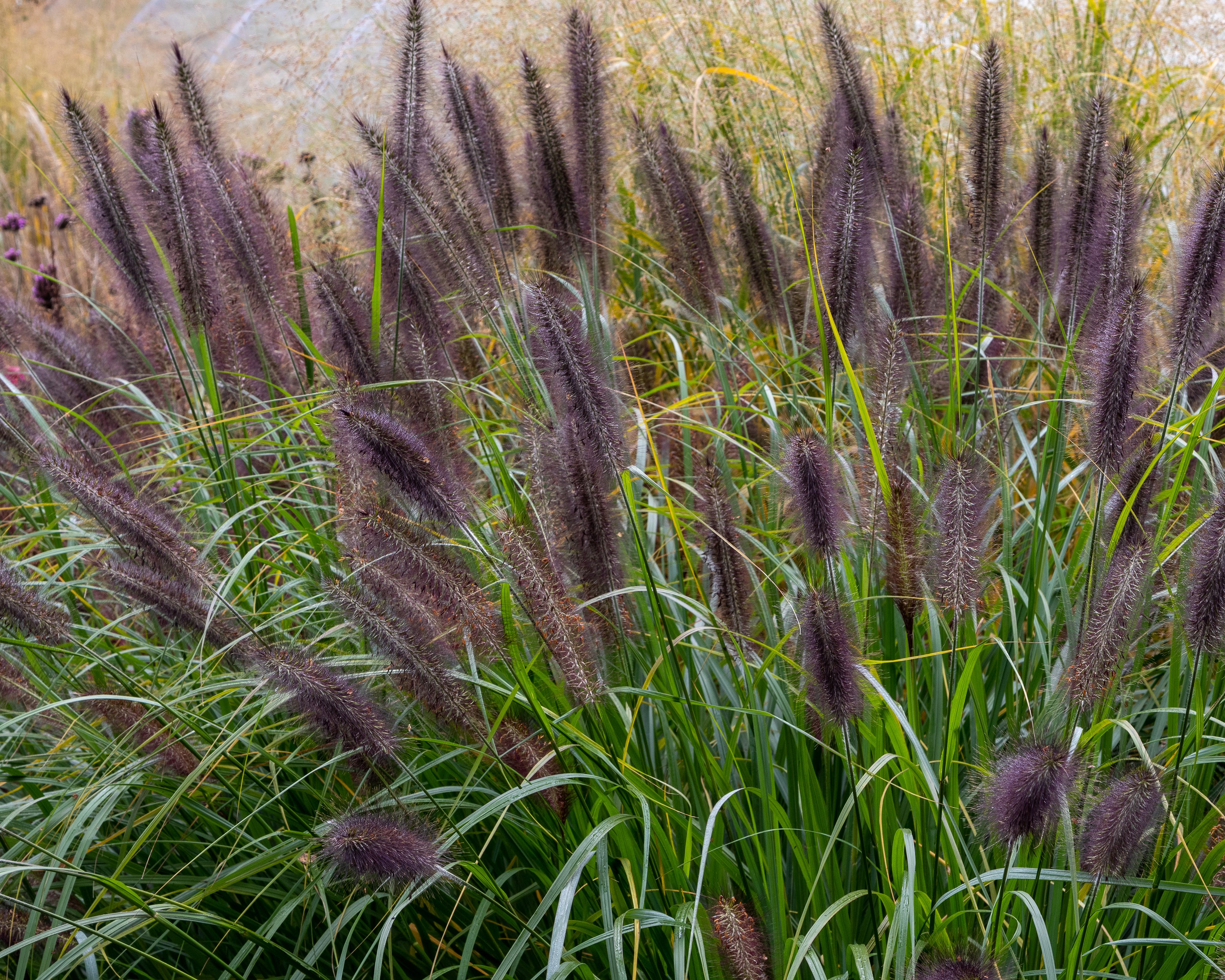Penicitum Pennisetum alopecuroides 'Black Beauty' bare roots | Buy black fountain ...