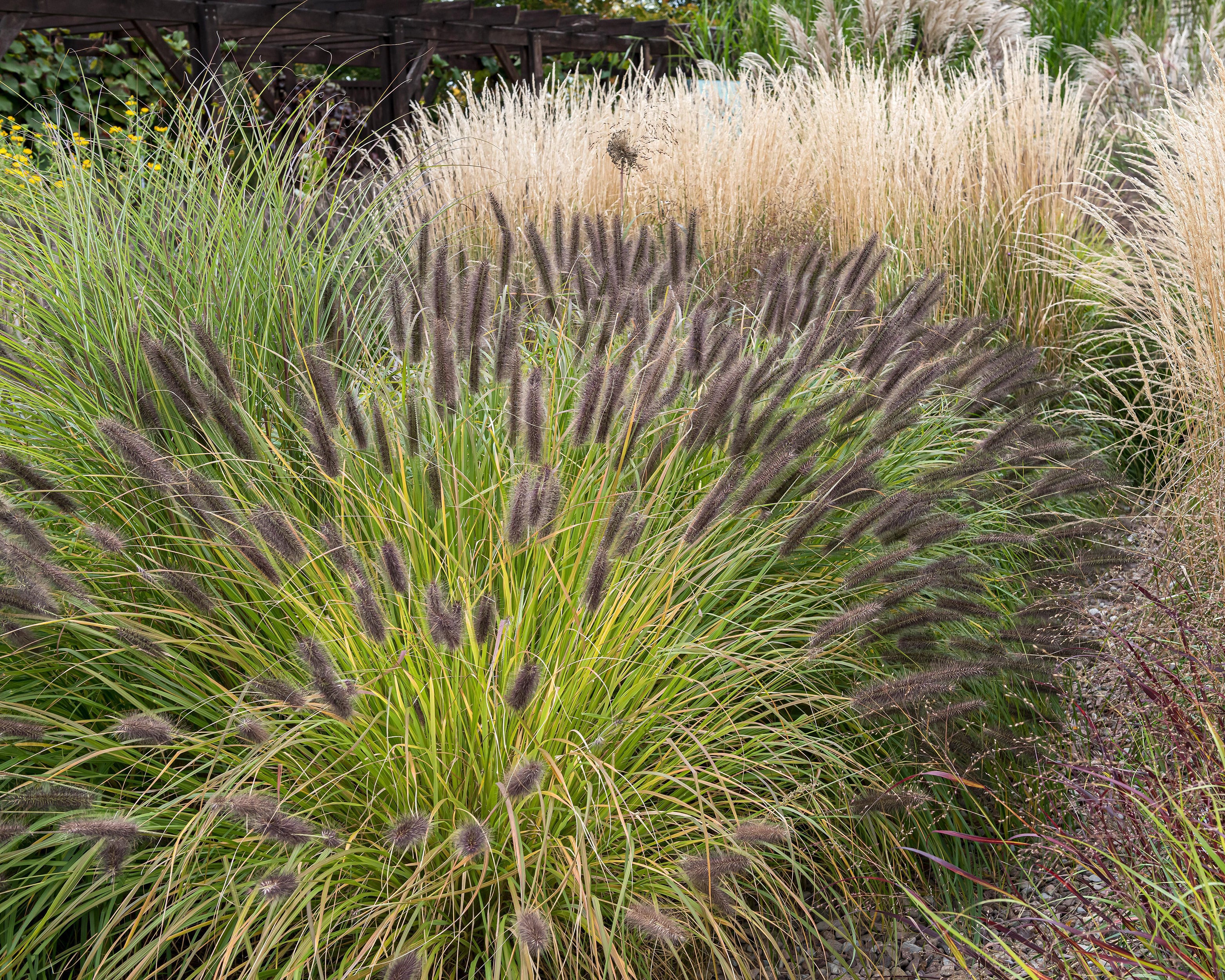 Penicitum Pennisetum alopecuroides 'Black Beauty' bare roots | Buy black fountain ...