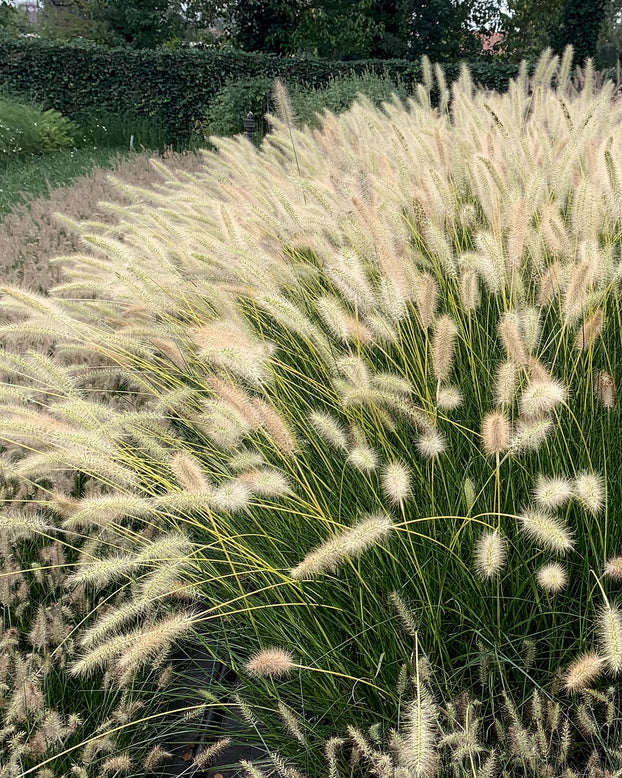Pennisetum 'Neon Lights'