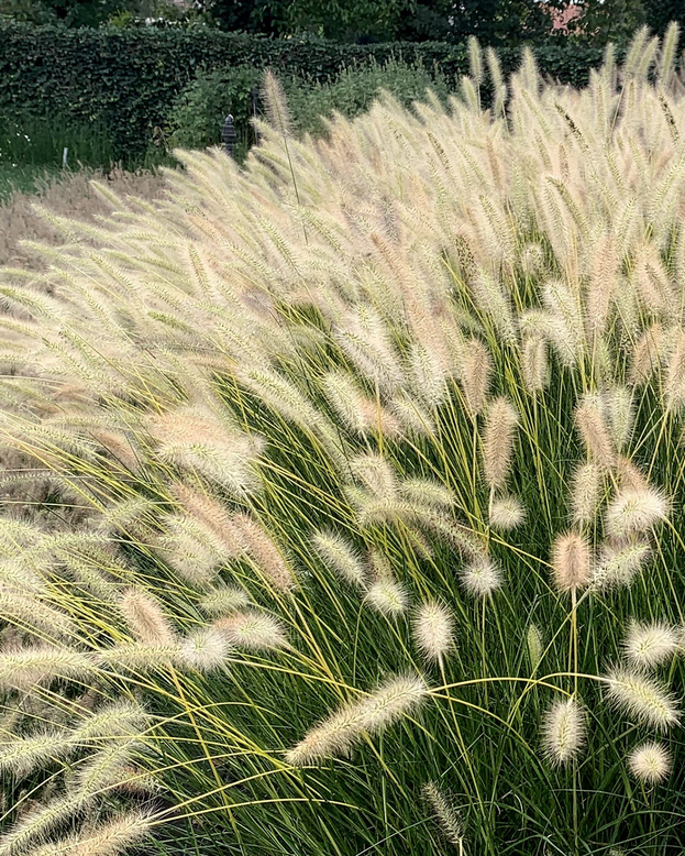 Pennisetum 'Neon Lights'