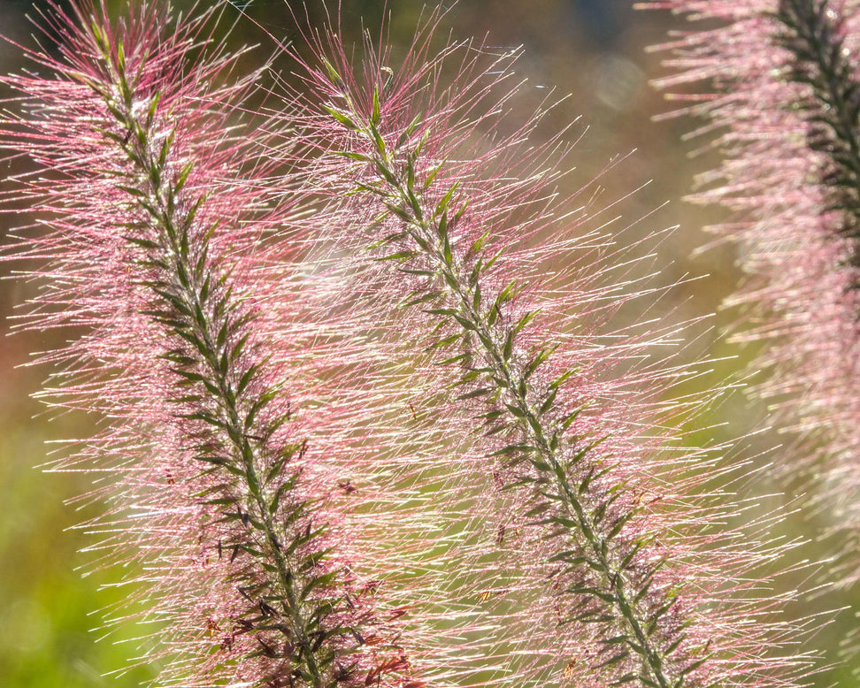 Pennisetum 'Red Head'