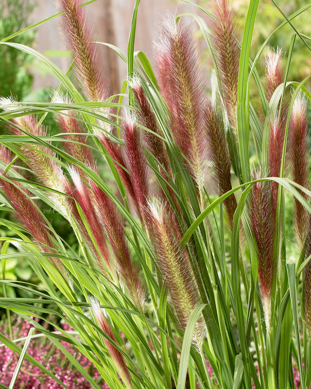 Pennisetum 'Red Head'