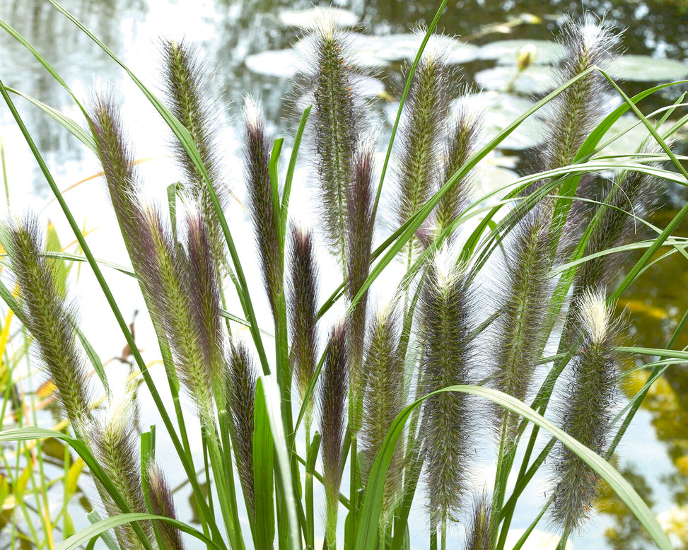 Pennisetum 'Red Head'