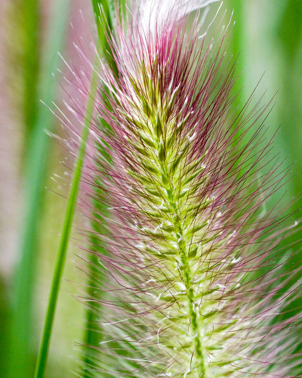 Pennisetum 'Red Head'