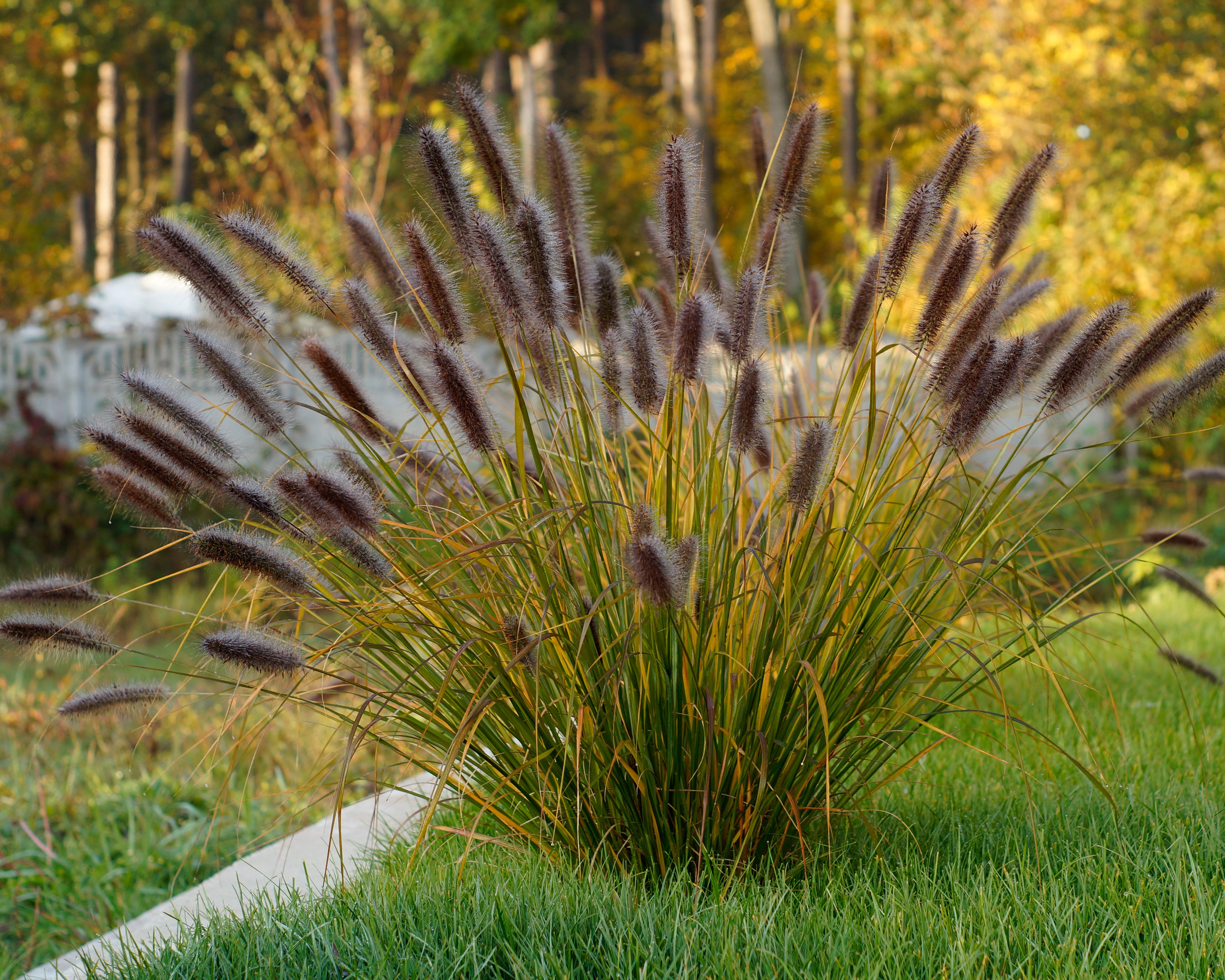 Penicitum Pennisetum alopecuroides 'Red Head' bare roots | Buy fountain grass ...