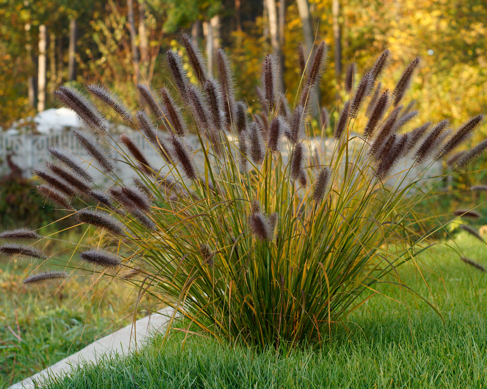 Pennisetum 'Red Head'