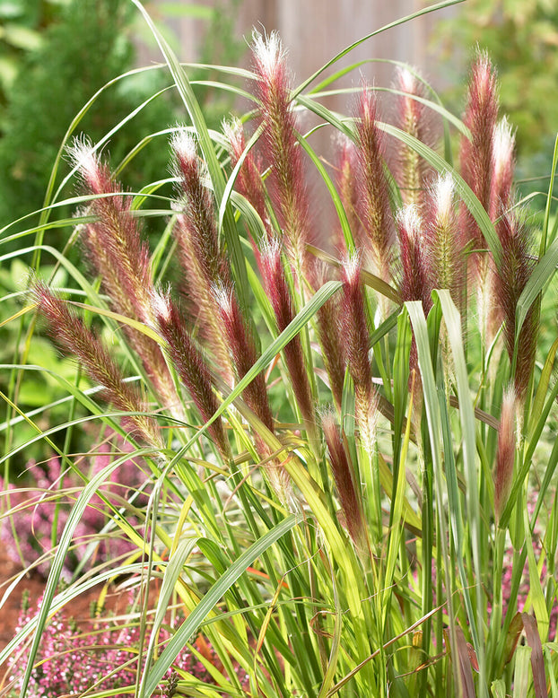 Pennisetum 'Red Head'