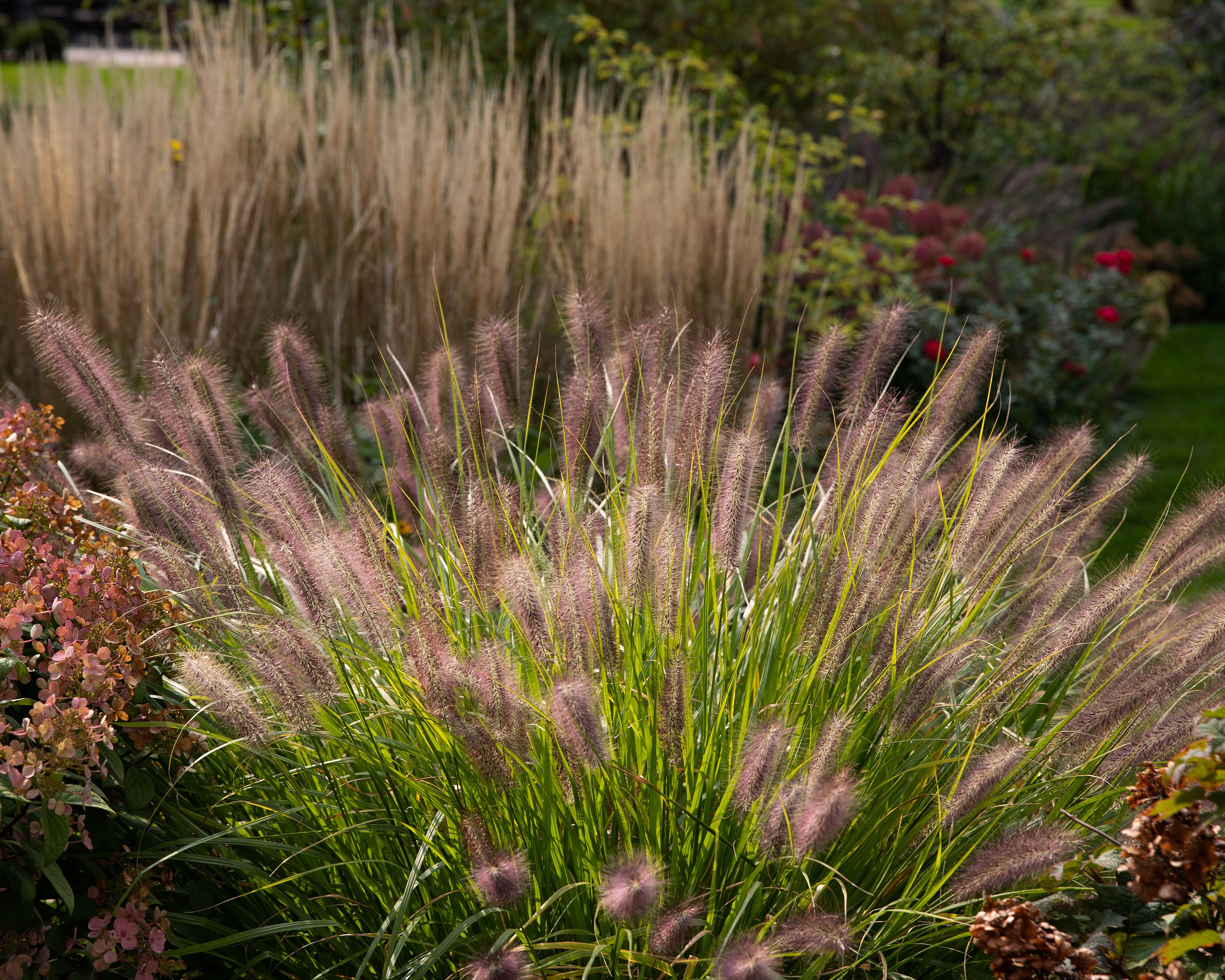 Penicitum Pennisetum alopecuroides 'Red Head' bare roots | Buy fountain grass ...