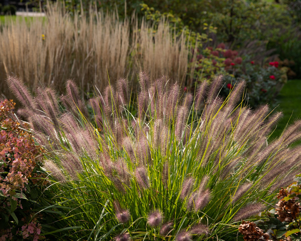 Pennisetum 'Red Head'