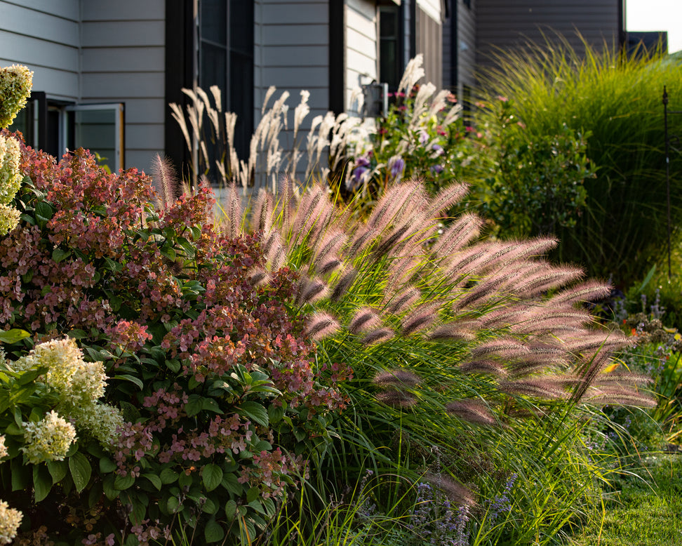 Pennisetum 'Red Head'