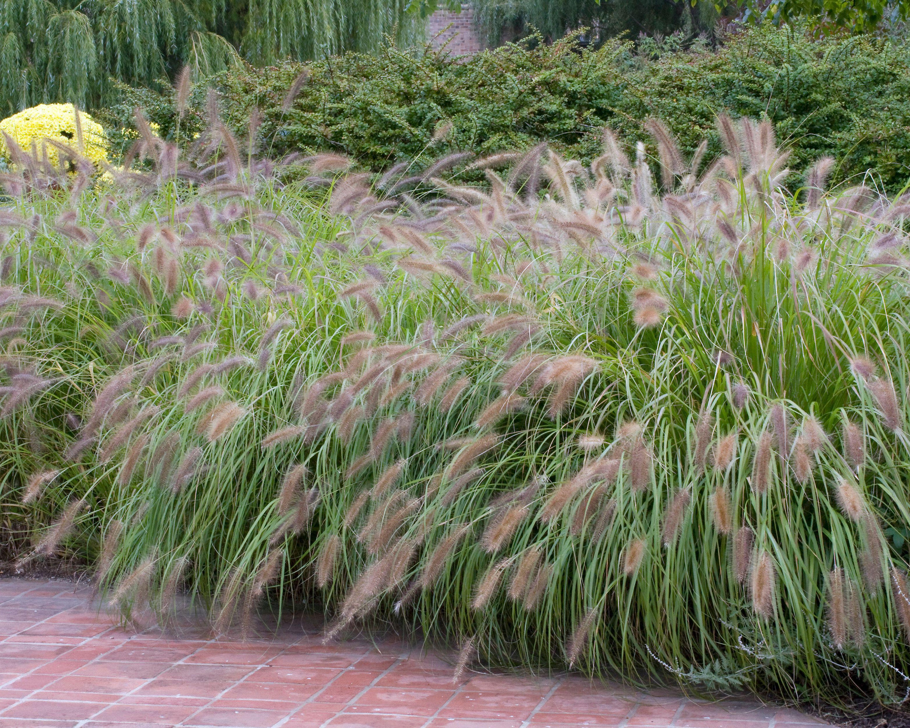 Penicitum Pennisetum alopecuroides 'Red Head' bare roots | Buy fountain grass ...
