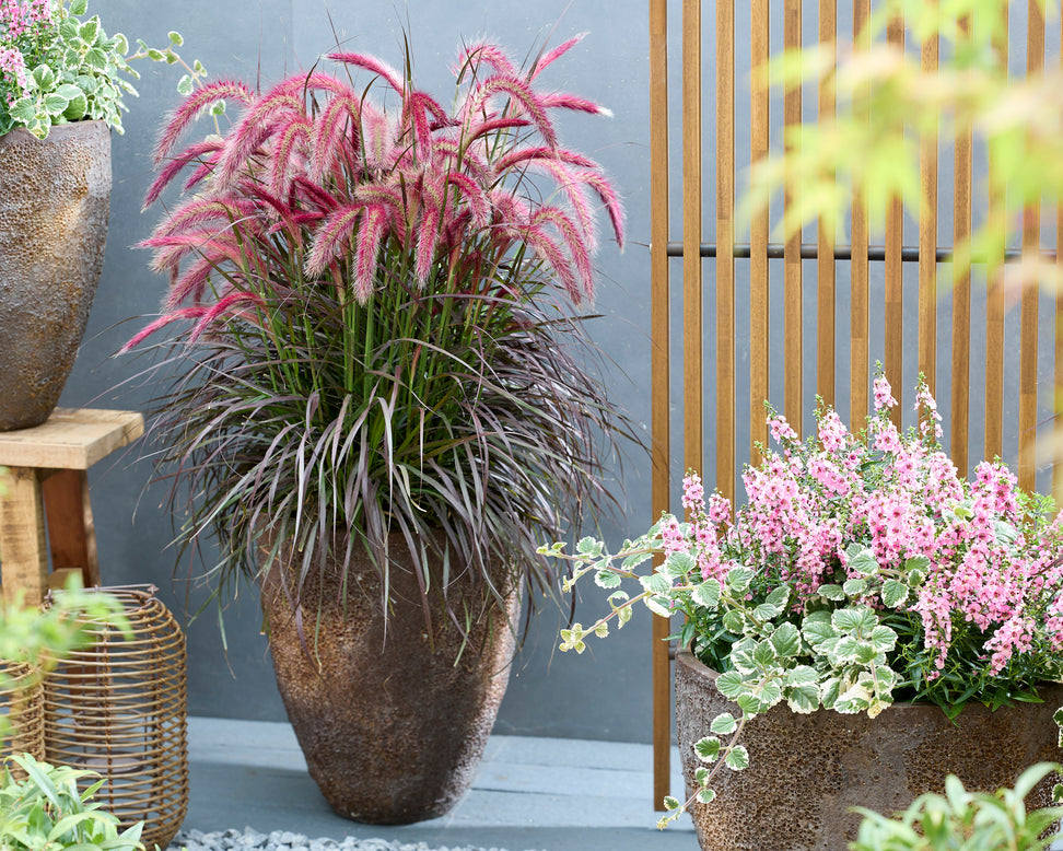 Pennisetum 'Tiny Tails'