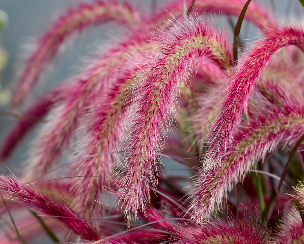 Pennisetum 'Tiny Tails'