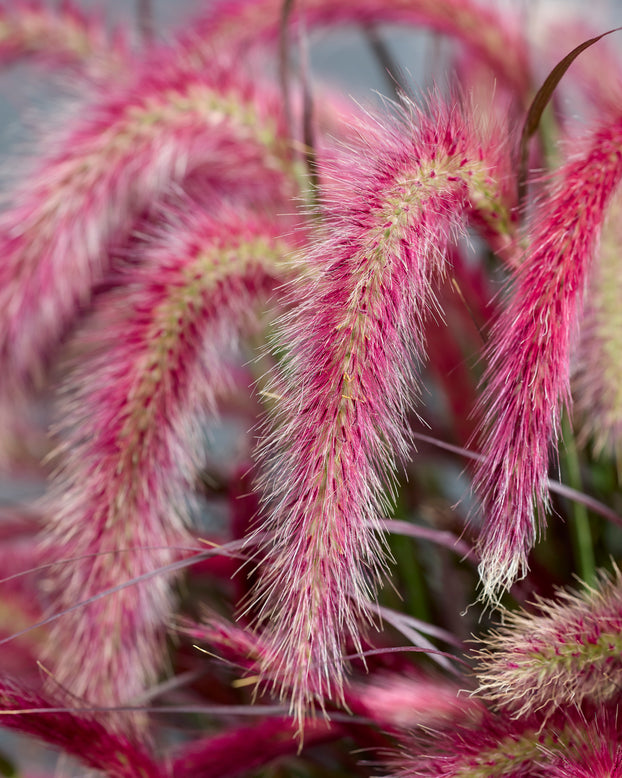 Pennisetum 'Tiny Tails'