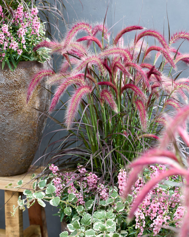 Pennisetum 'Tiny Tails'
