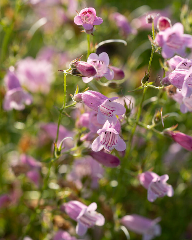 Penstemon 'Evelyn'