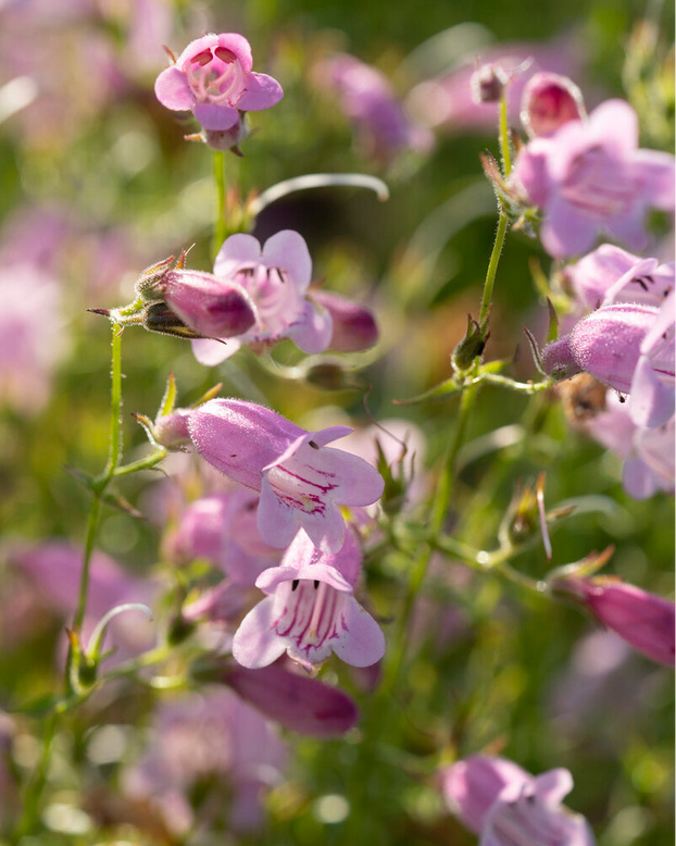 Penstemon 'Evelyn'
