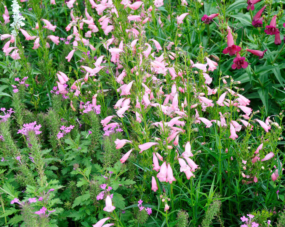 Penstemon 'Evelyn'