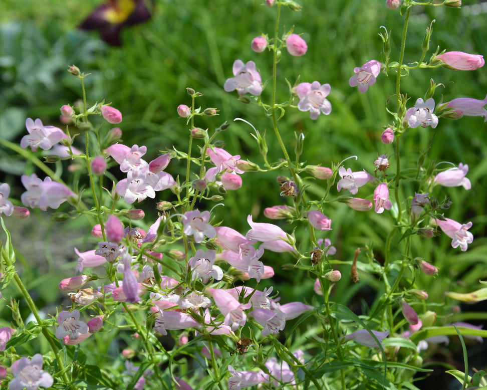 Penstemon 'Evelyn'