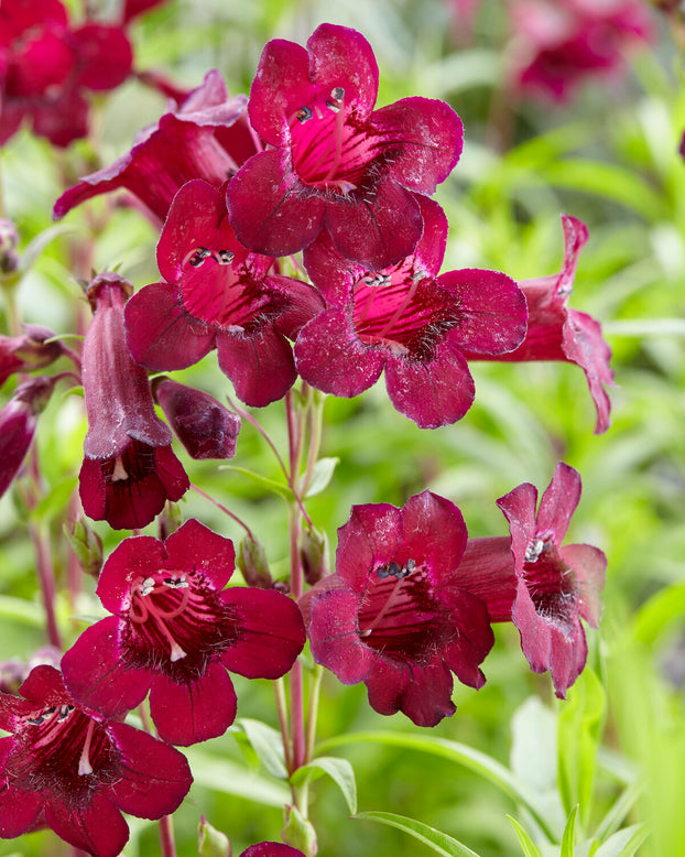Penstemon 'Rich Ruby'
