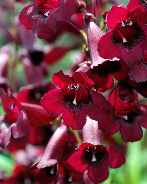 Penstemon 'Rich Ruby'