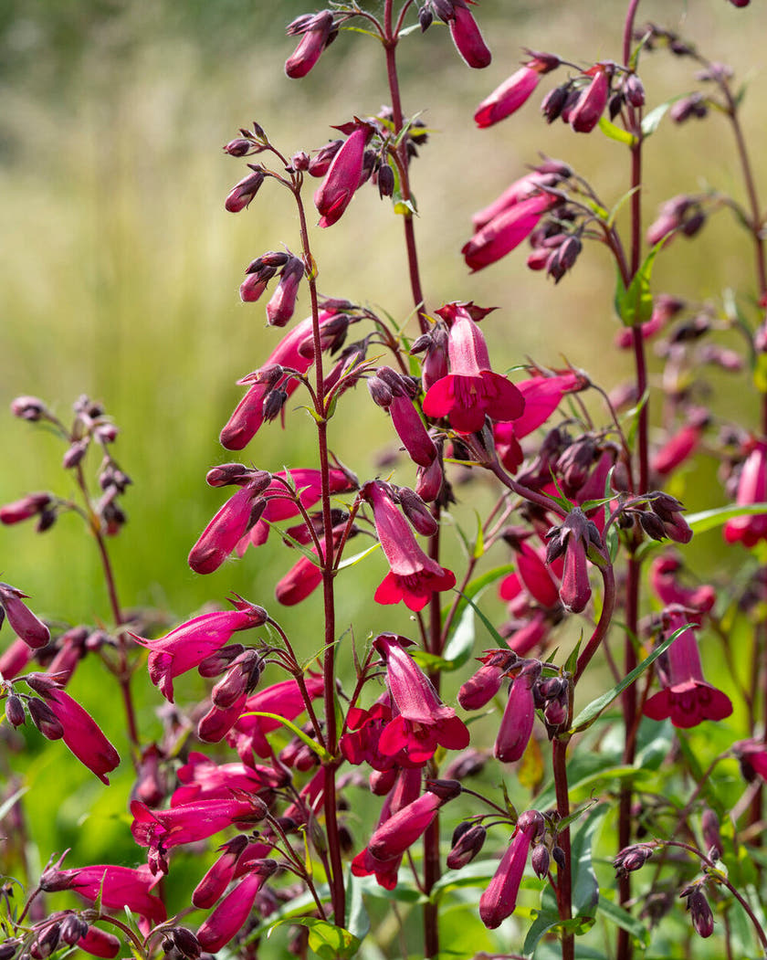 Penstemon 'Rich Ruby'