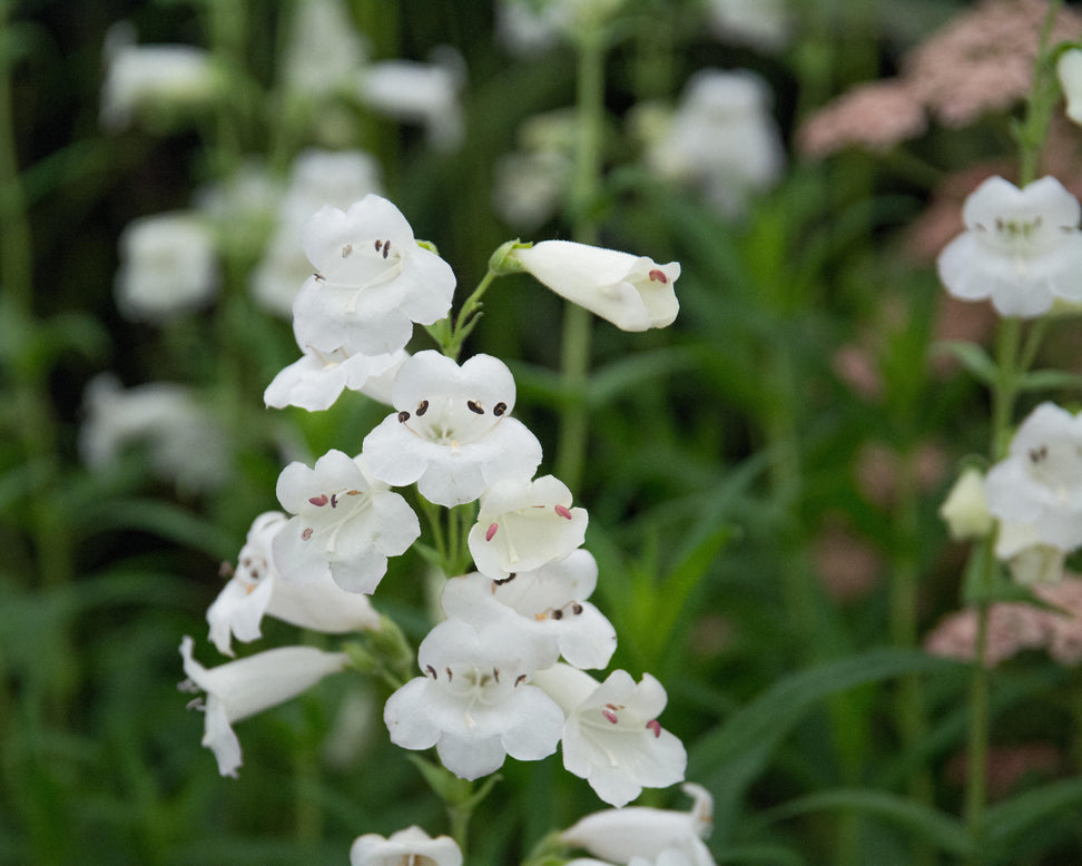 Penstemon 'White Bedder'