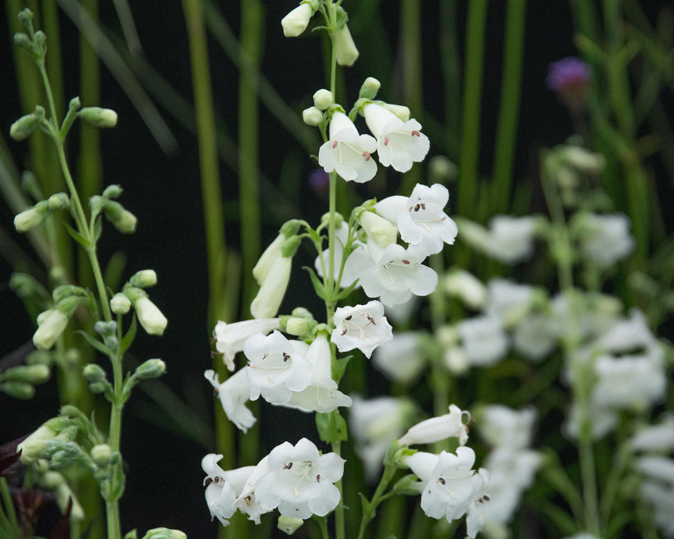 Penstemon 'White Bedder'