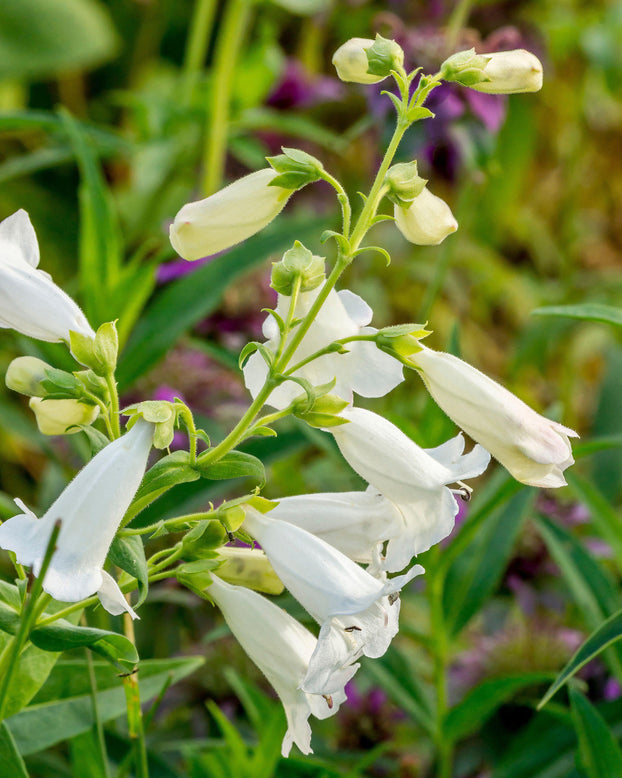 Penstemon 'White Bedder'