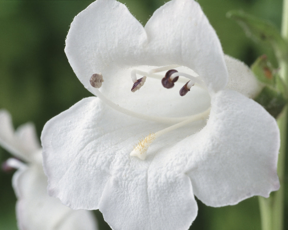 Penstemon 'White Bedder'